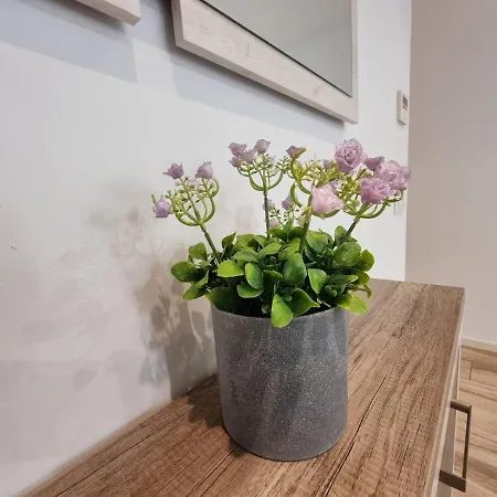 Carolinas Suit * Alicante